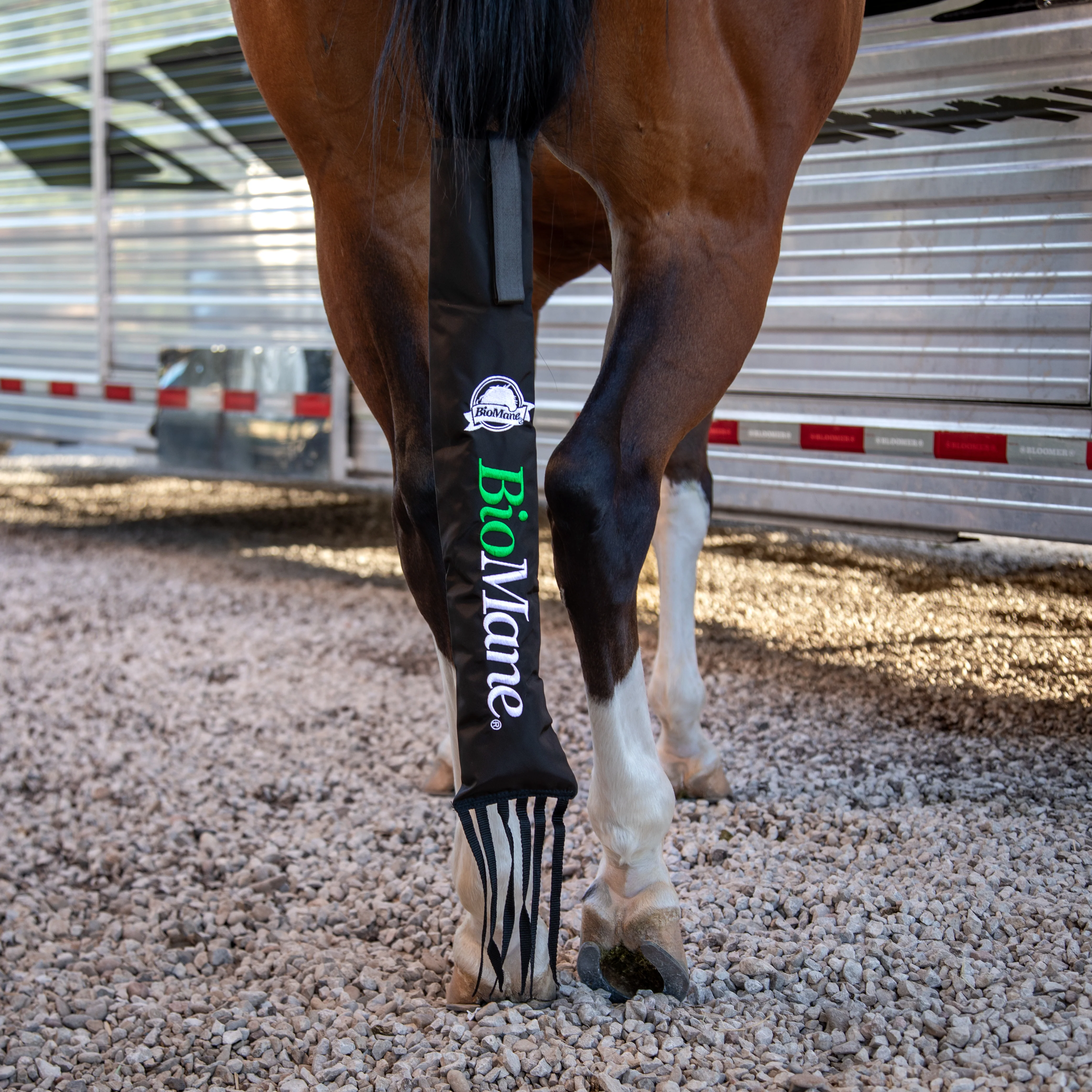 Unlock Your Horse's Full Potential